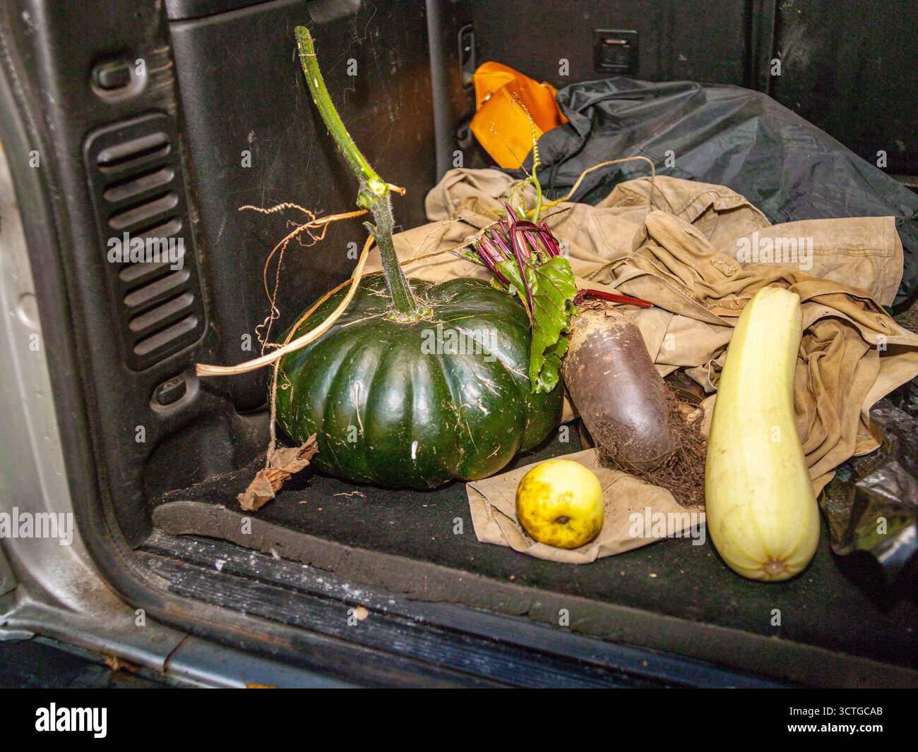 raw vegetables straight from the farm loaded into a car boot Stock ...