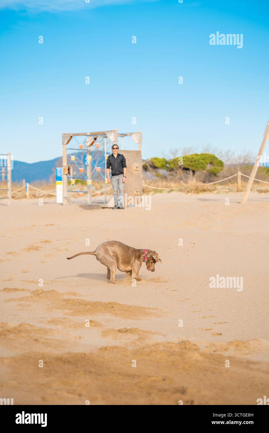 Young Weimaraner dog playing and sniffing the sand on an open beach with its adult owner standing in the background on a sunny day Stock Photo