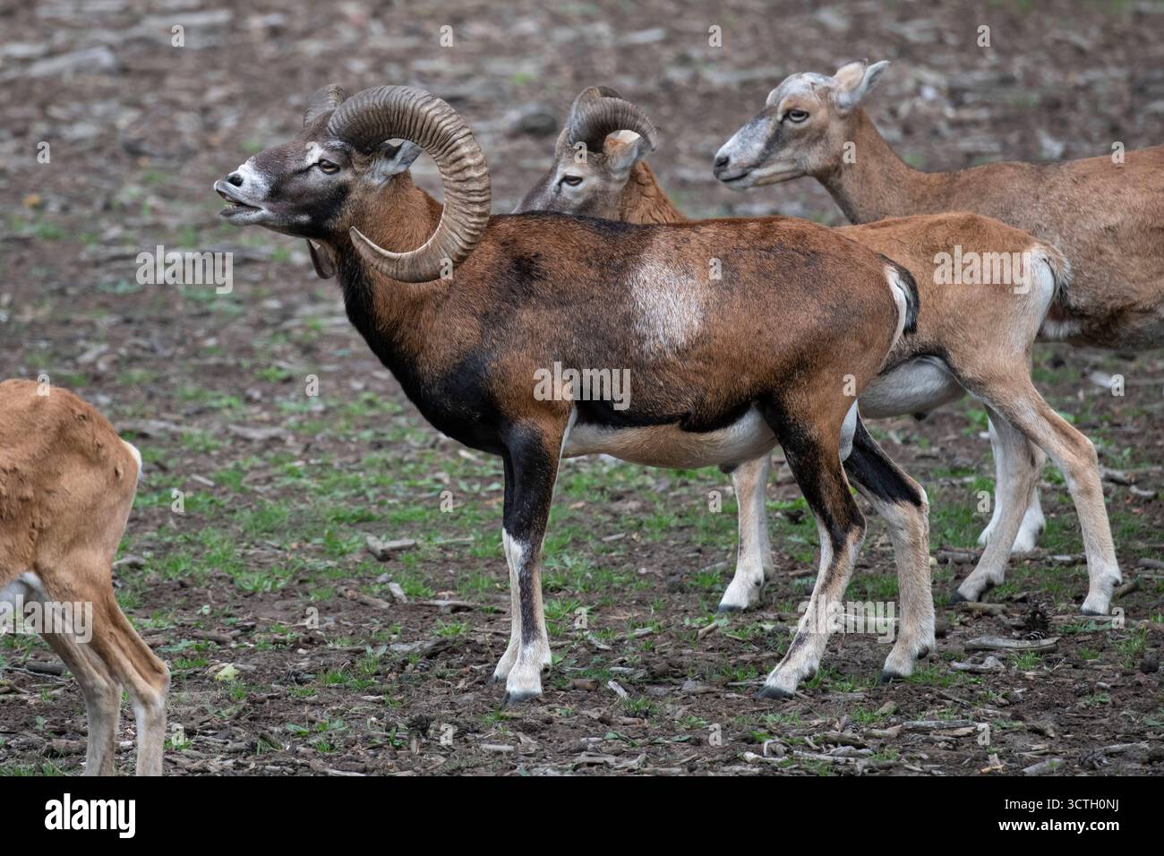 Europäische Mufflon Ovis gmelini musimon, Syn.: Ovis orientalis musimon, Ovis aries musimon, Muffelwild, Bock beim Flehmen, Brandenburg, Deutschland m Stock Photo