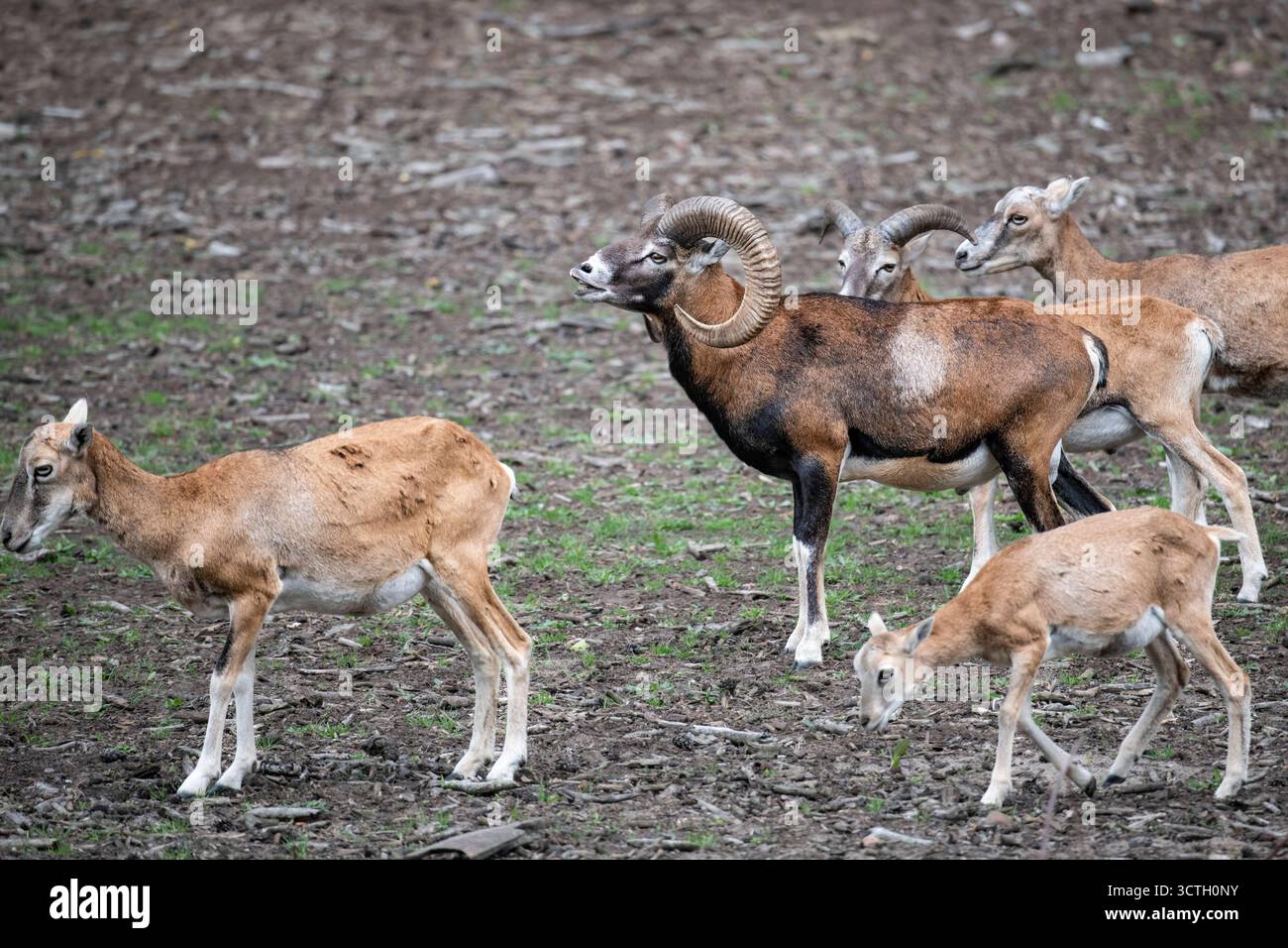 Europäische Mufflon Ovis gmelini musimon, Syn.: Ovis orientalis musimon, Ovis aries musimon, Muffelwild, Bock beim Flehmen, Brandenburg, Deutschland m Stock Photo