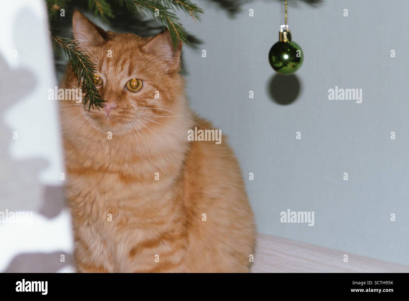 A ginger cat plays near a Christmas tree with Christmas balls. Concept for the Christmas and New Year holidays Stock Photo