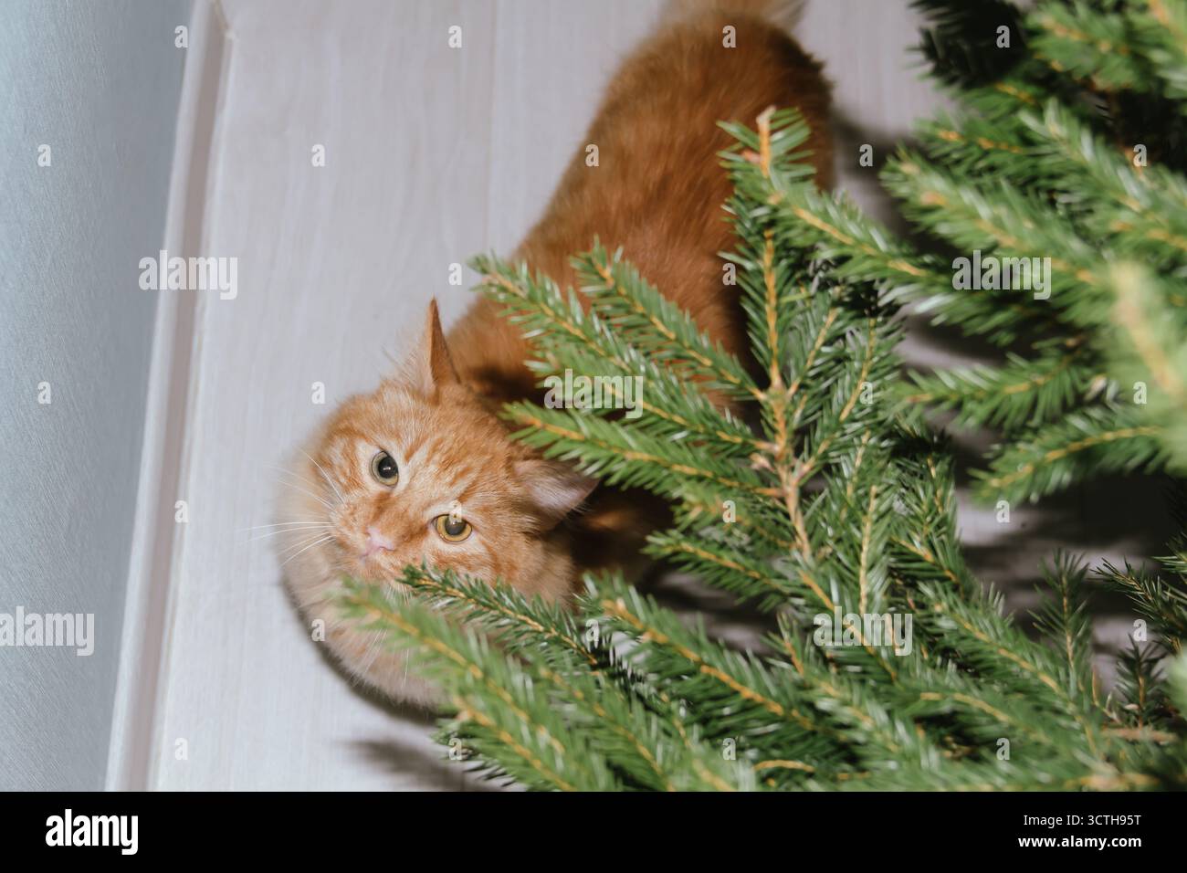 A ginger cat plays near a Christmas tree with Christmas balls. Concept for the Christmas and New Year holidays Stock Photo