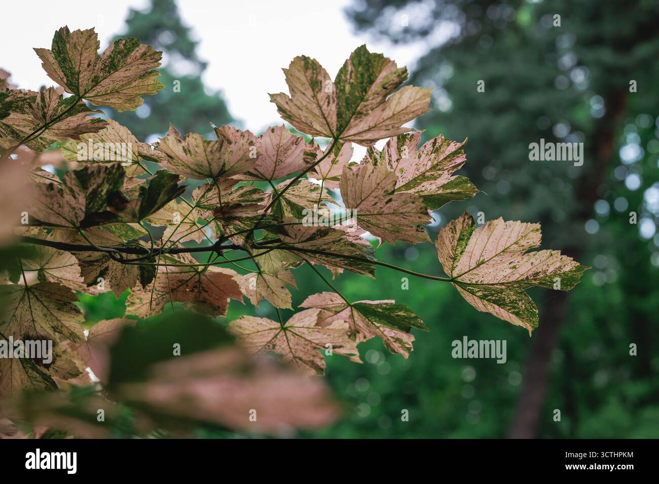 Leaves of Sycamore maple var Nizetii tree - Acer pseudoplatanus Stock Photo