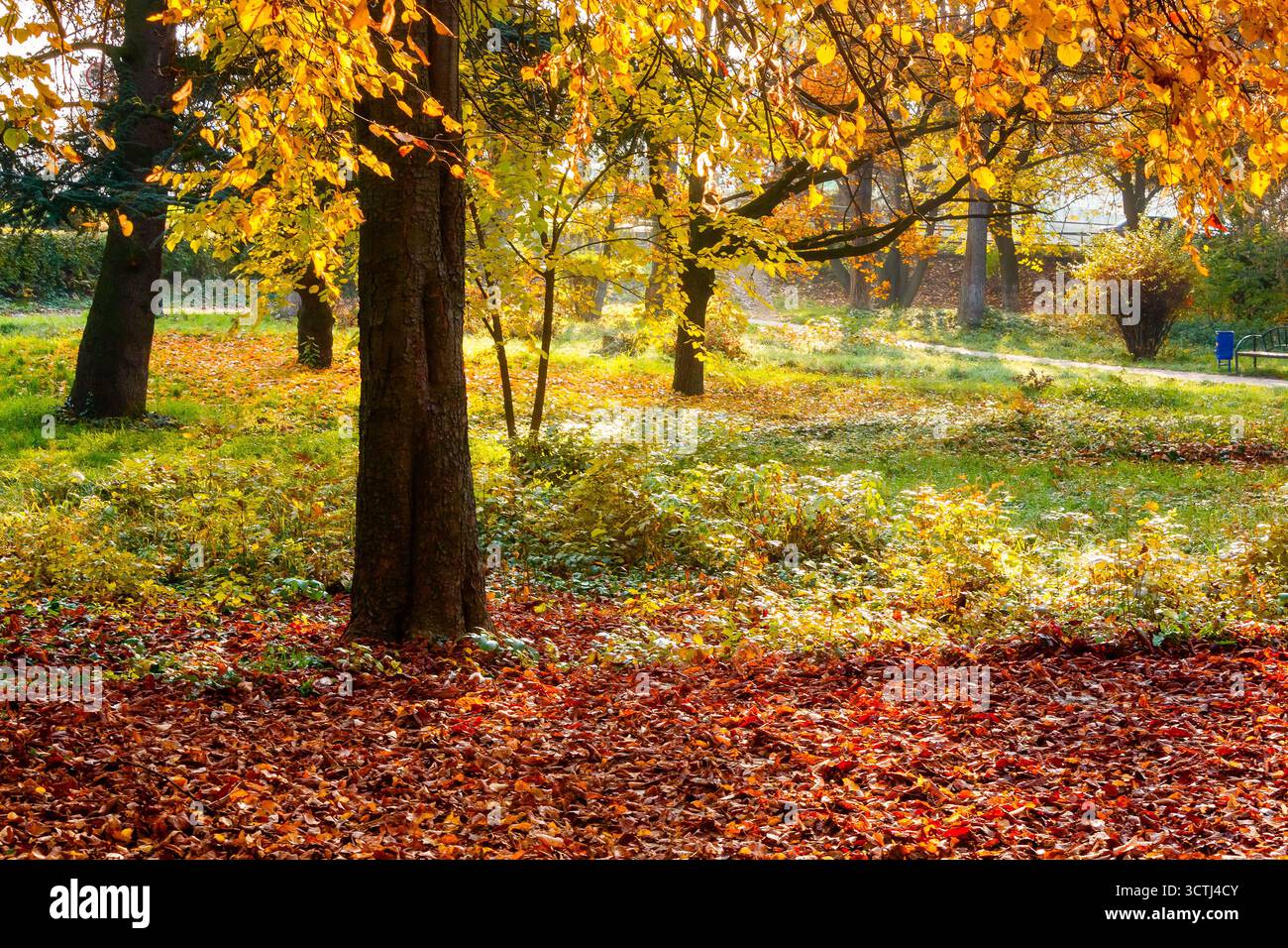 sunny scene with park trees in autumn leaves. scenic urban landscape of uzhhorod with ground covered in colorful foliage. beautiful season change back Stock Photo