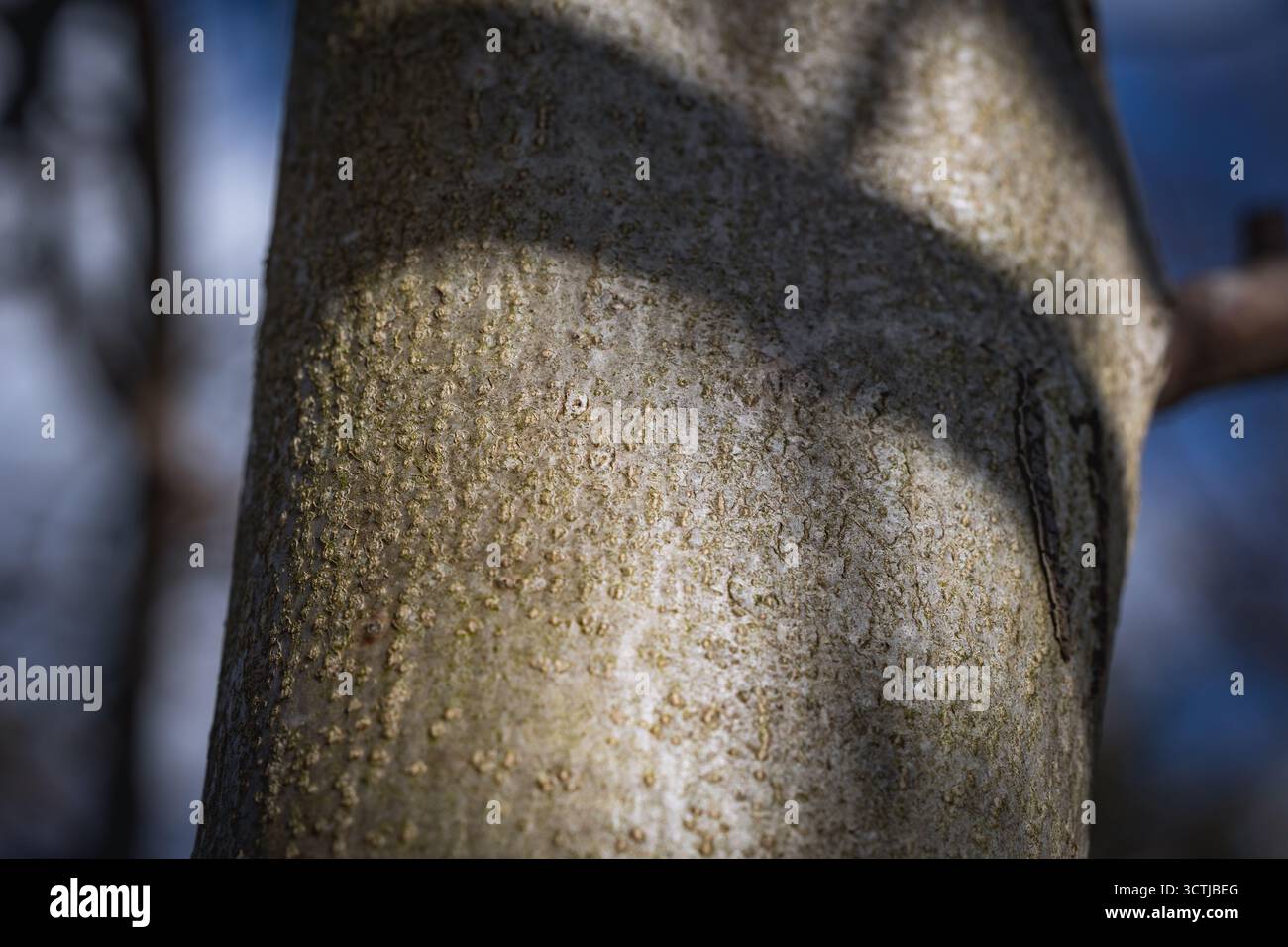 Shadow on a trunk of Juglans regia tree commonly called Common walnut Stock Photo