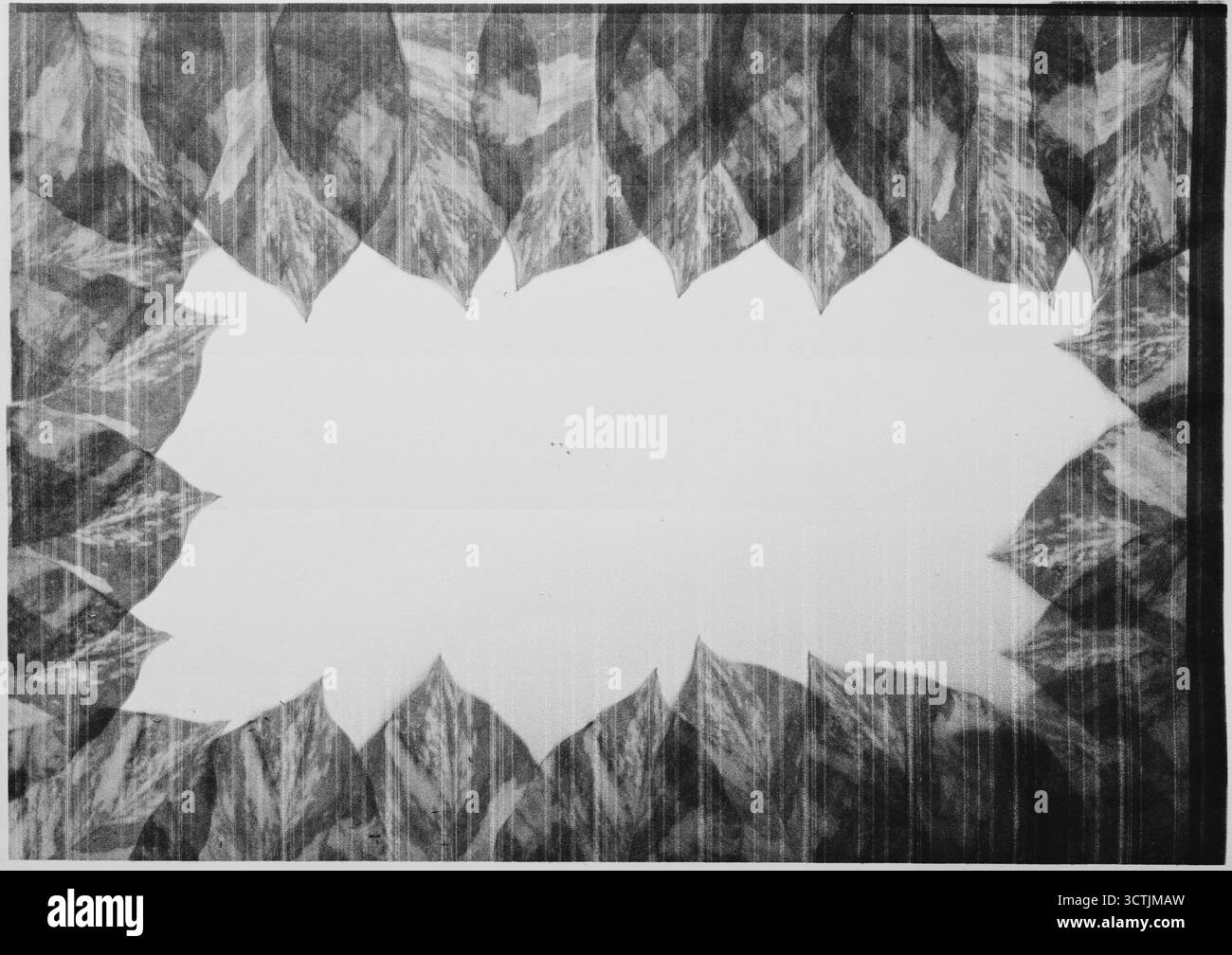 Black and white leaves frame created with photocopy technique on paper Stock Photo