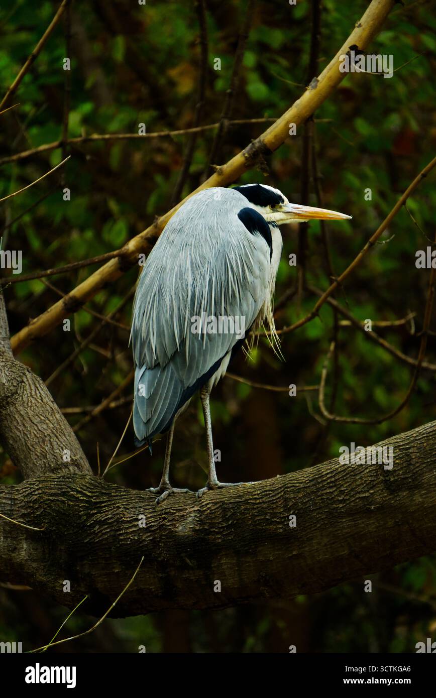 Grey Heron perching on tree Stock Photo