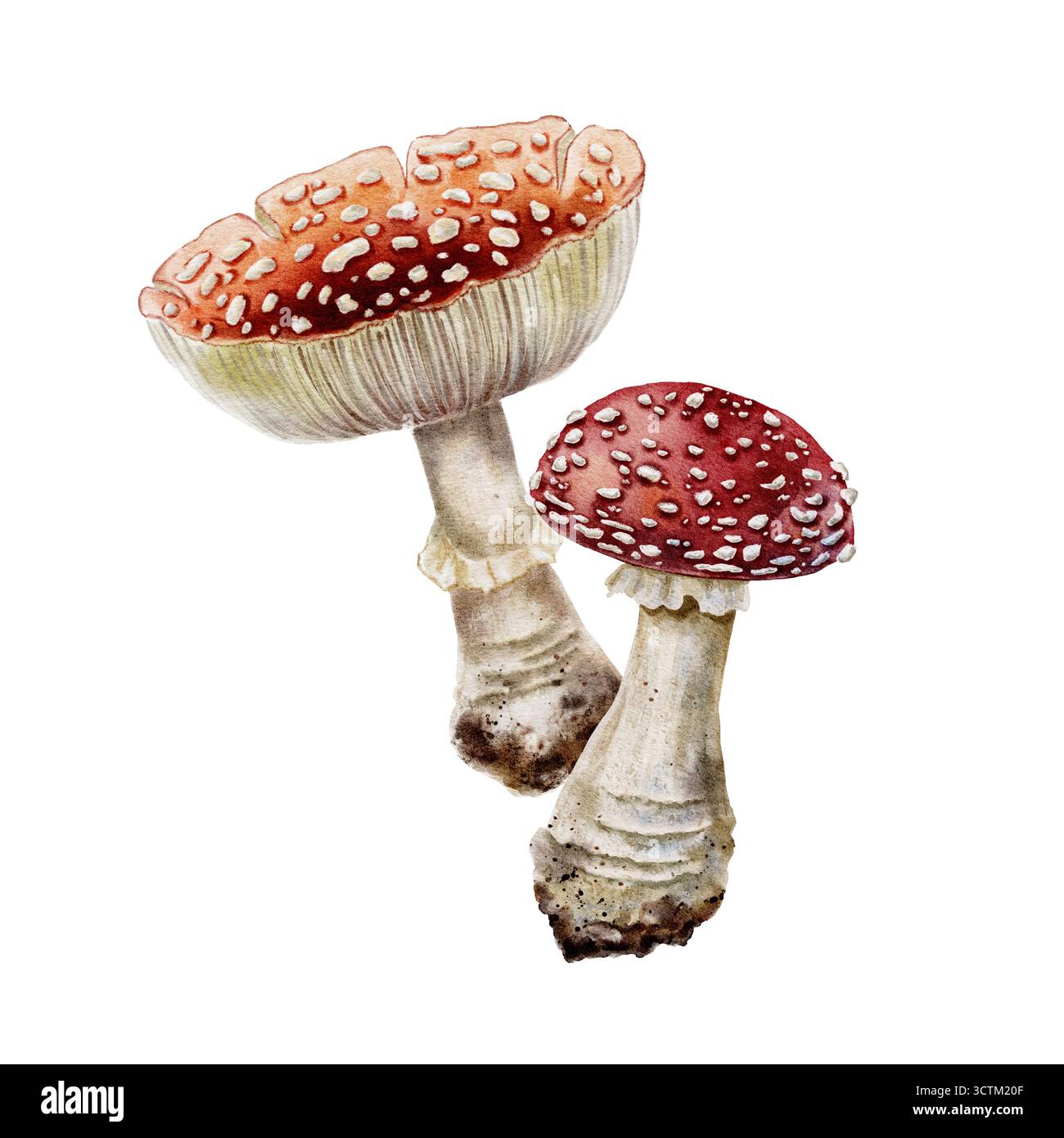 Watercolor illustration of two fly agaric mushrooms Amanita muscaria ...
