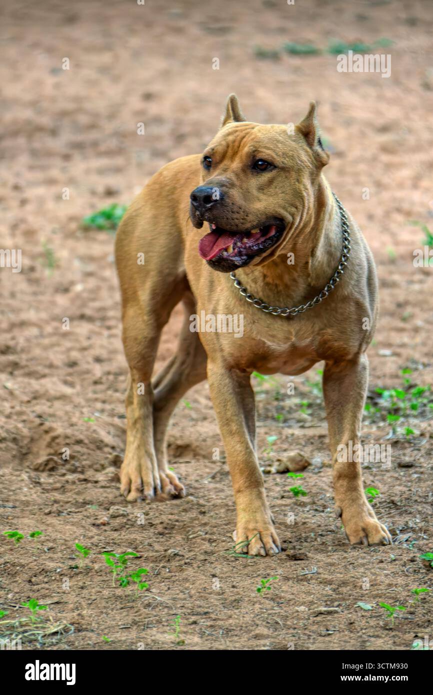 Pit Bull Pit Husky Shepherd Mix Bull Terrier Pitbull German Shepherd Husky  Mix Puppy Bull Terrier, image size:866x1390