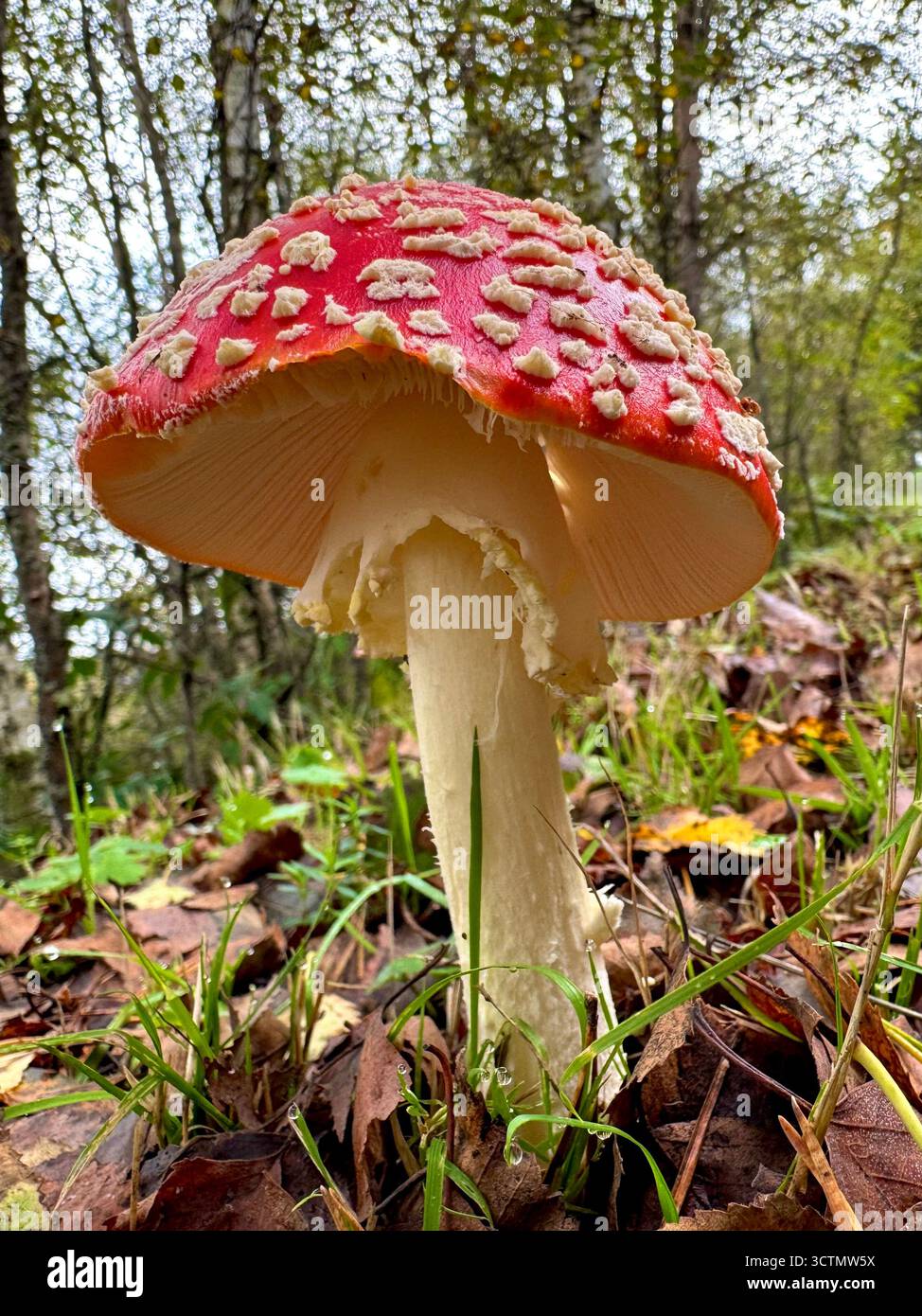 Wild mushroom with striking red cap spotted in Galicia, northern Spain. - Smartphone Captured Stock Image