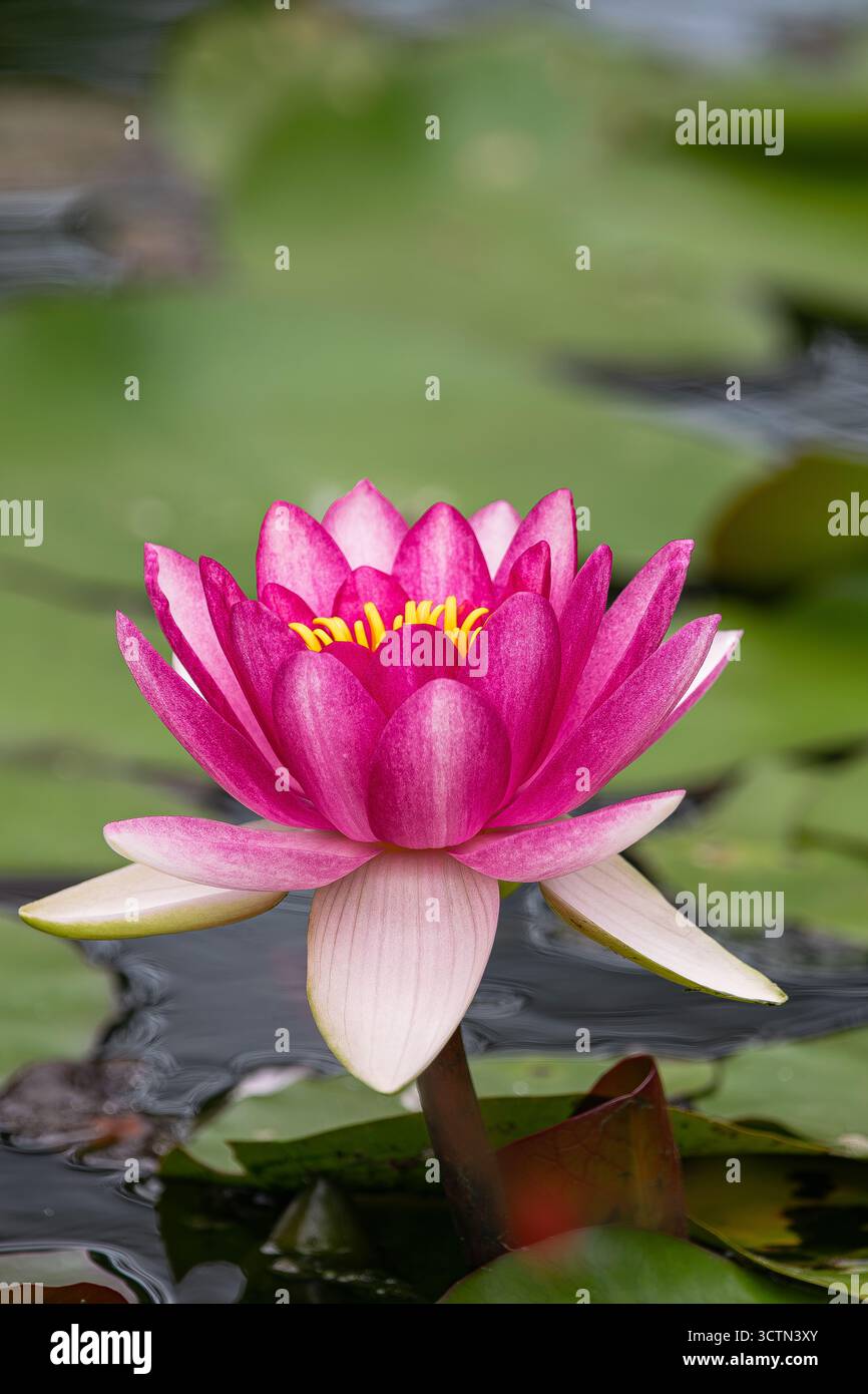 Water lily nymphaea alba rubra hi-res stock photography and images
