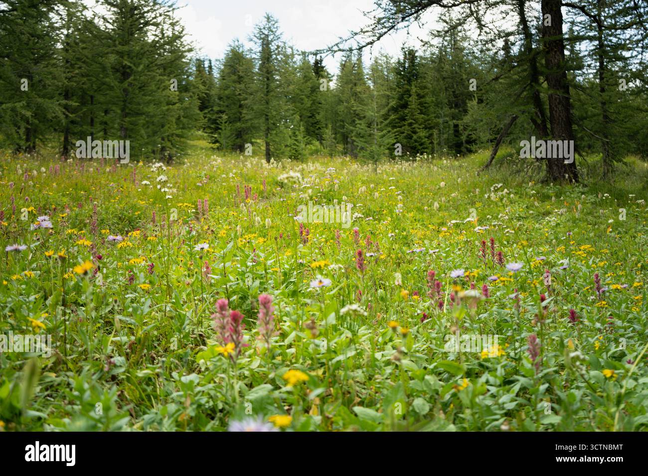 Serene forest meadow wildflowers hi-res stock photography and images ...