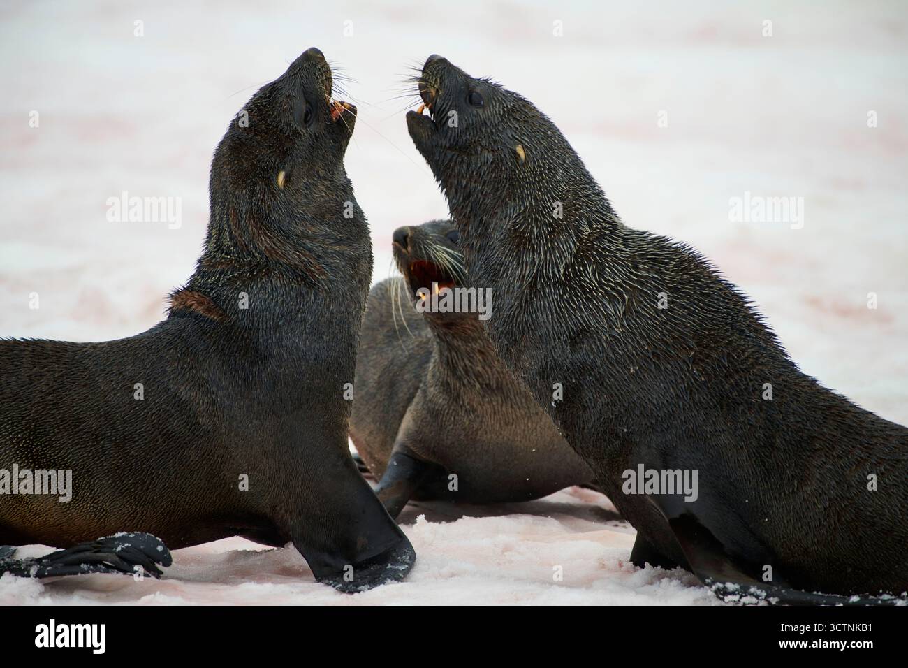 Antarctic fur seals (Arctocephalus gazella). Stock Photo