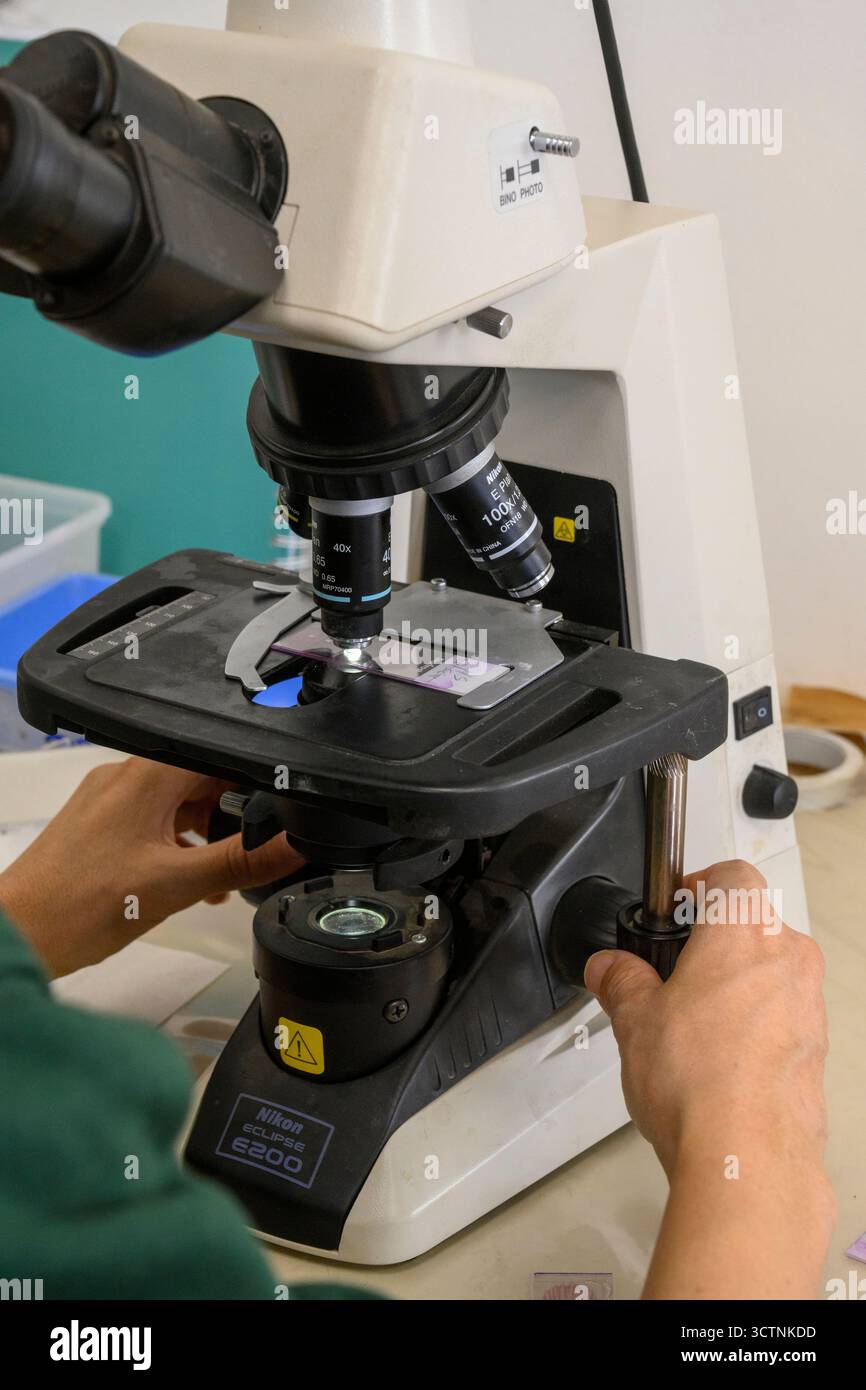 Using an optical microscope to view blood samples on glass slides. Stock Photo