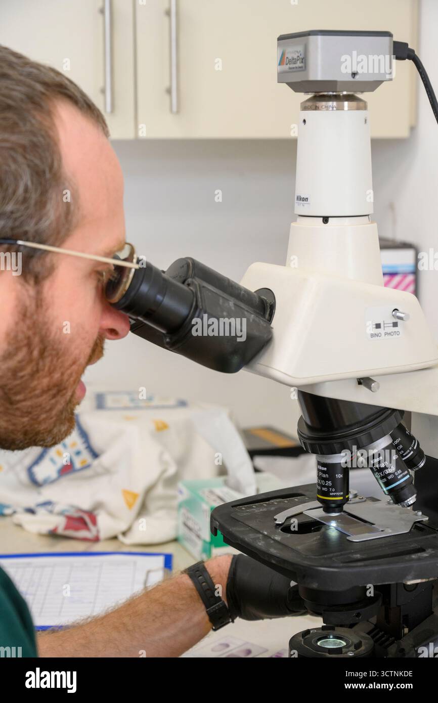 Using an optical microscope to view blood samples on glass slides. Stock Photo
