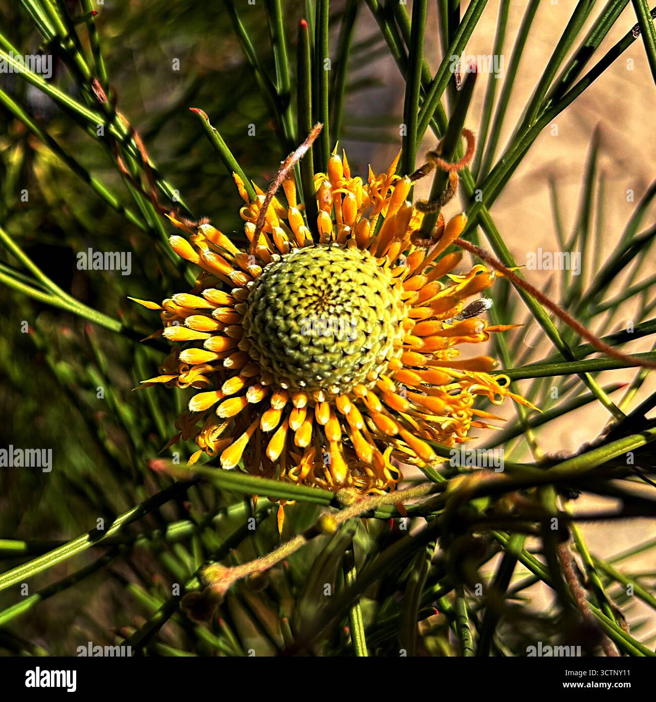 Flower of Isopogon anethifolius, Sydney Harbour National Park, Sydney, NSW, Australia - Smartphone Captured Stock Image