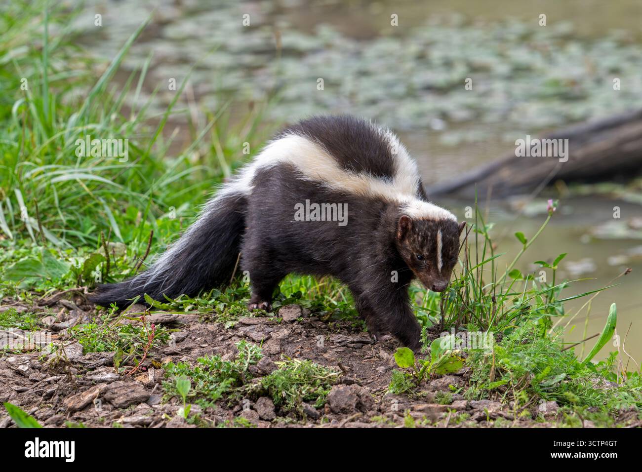 Striped skunk (Mephitis mephitis) walking along pond bank, omnivore native to southern Canada, the United States and northern Mexico Stock Photo