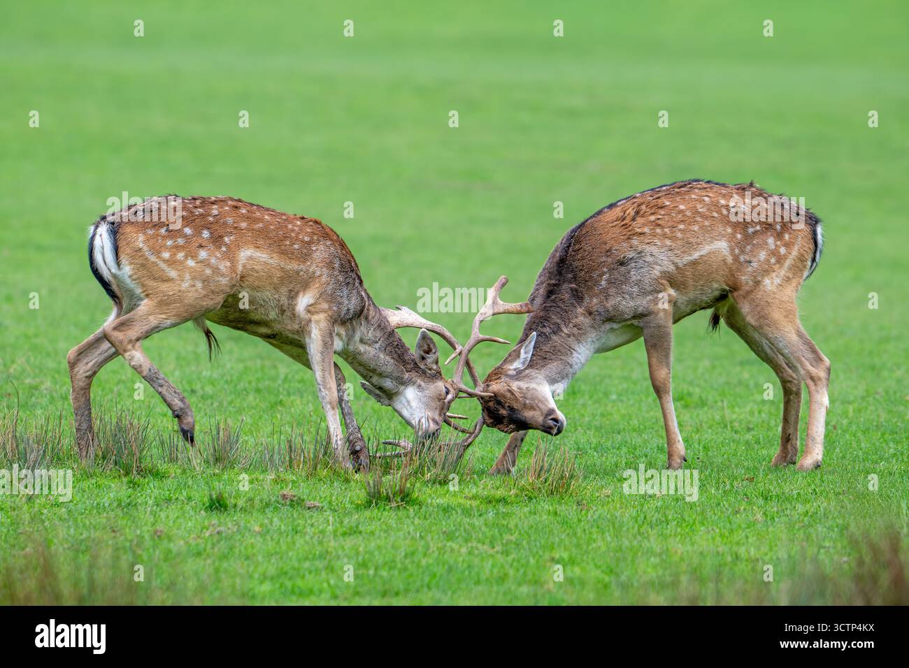 Fallow Bucks Rut Two European fallow deer (Dama dama) bucks / males fighting by locking ...