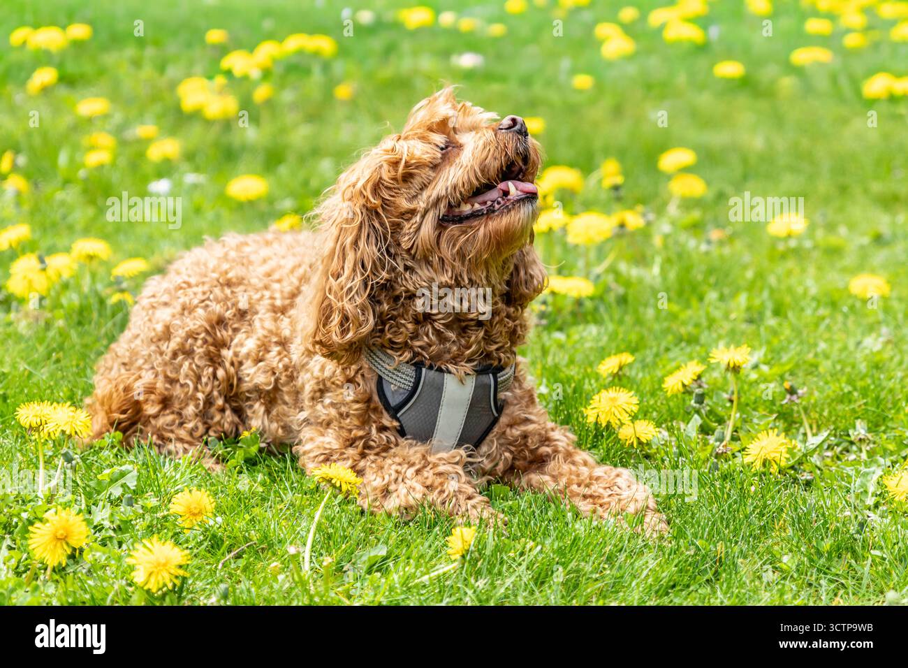 Cavapoo dog in the park on a summer sunny day, mixed, breed of Cavalier King Charles Spaniel and Poodle. Brown cavapoo sitting on green grass with dan Stock Photo
