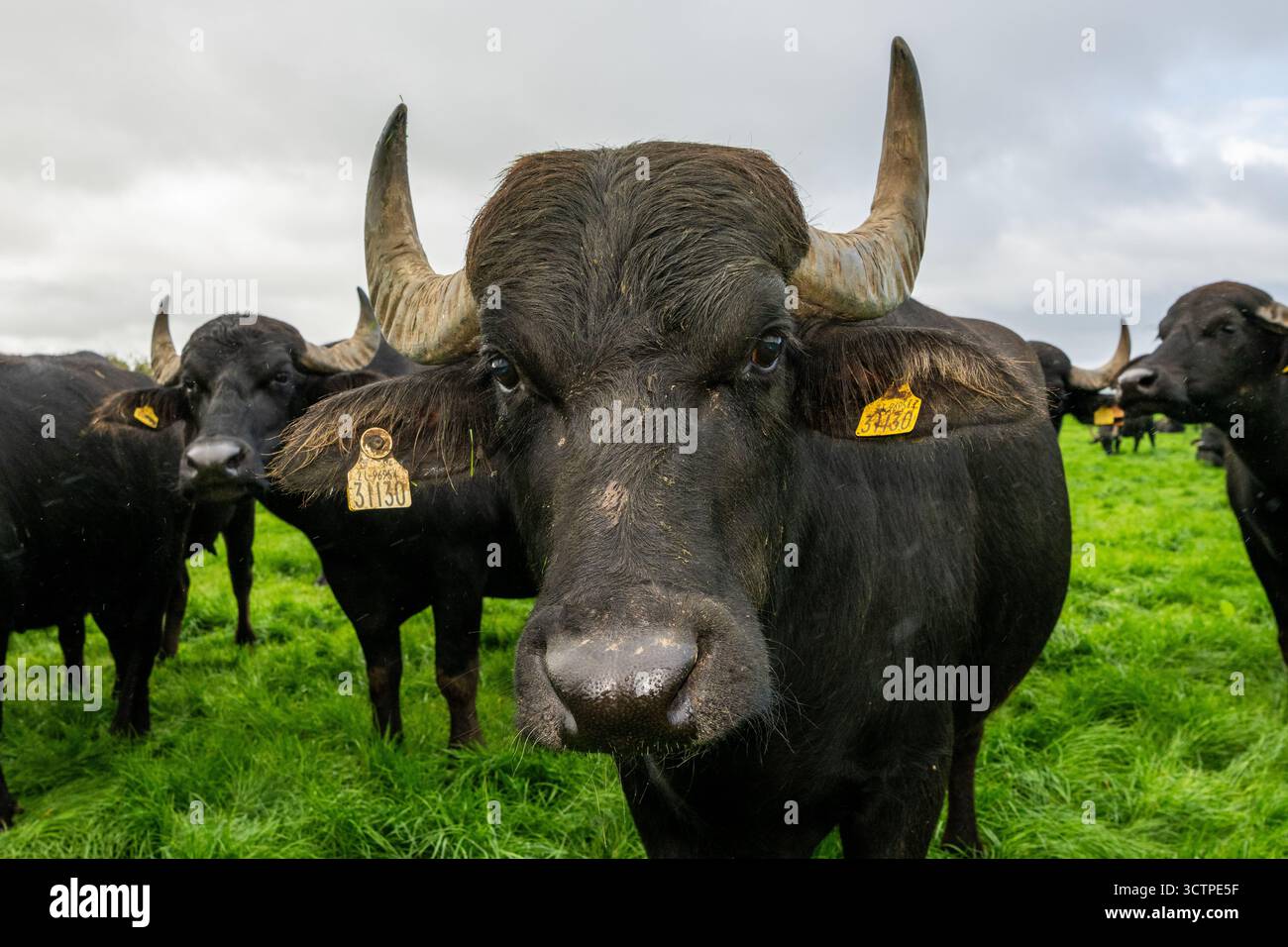 Water Buffalo (Bubalus bubalis) on the Macroom Buffalo farm in Macroom, West Cork, Ireland. Stock Photo