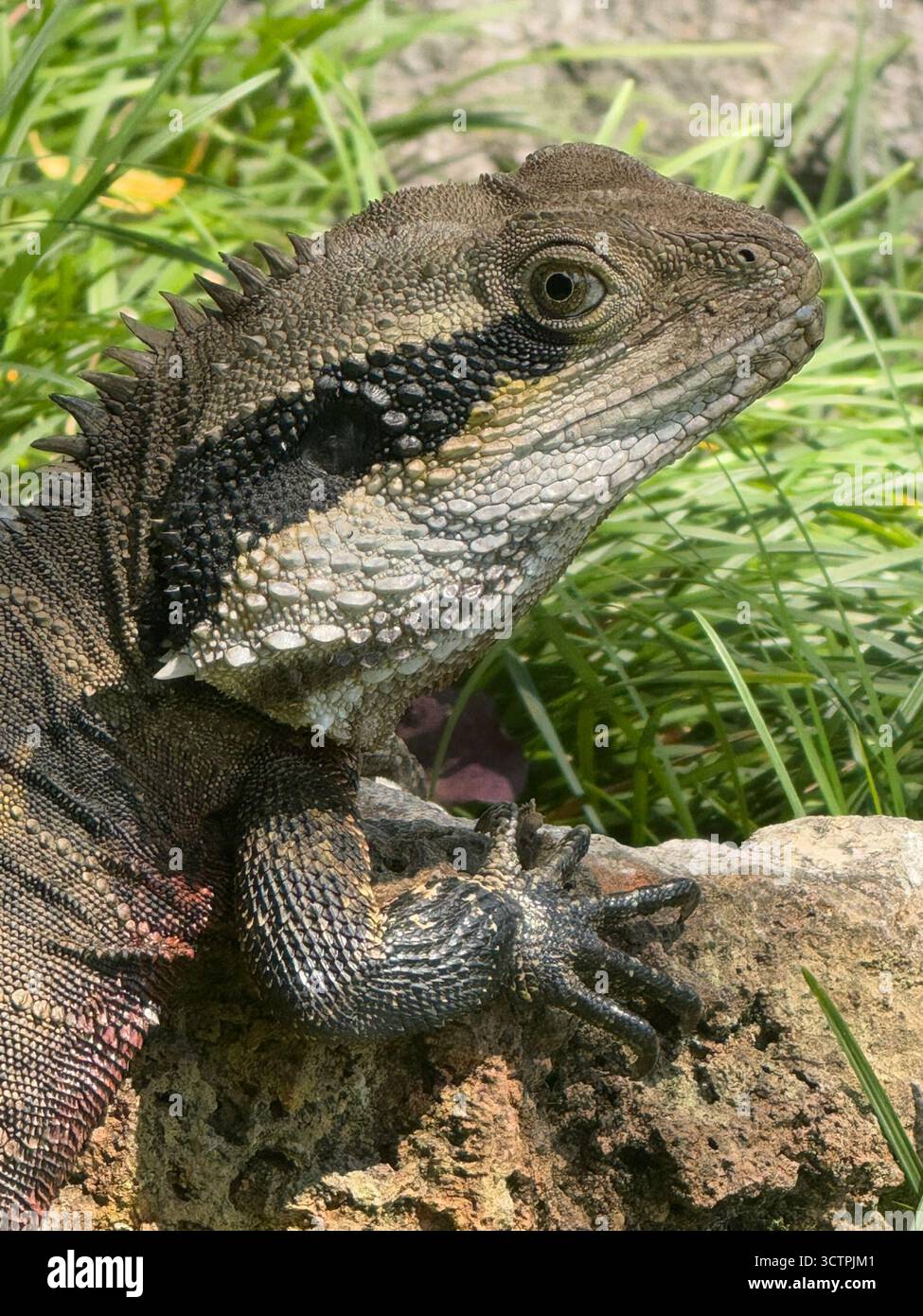 Close-up of an Australian Water Dragon resting on a rock in New South Wales (NSW), showing detailed scales and spikes in sunlit natural habitat. - Smartphone Captured Stock Image