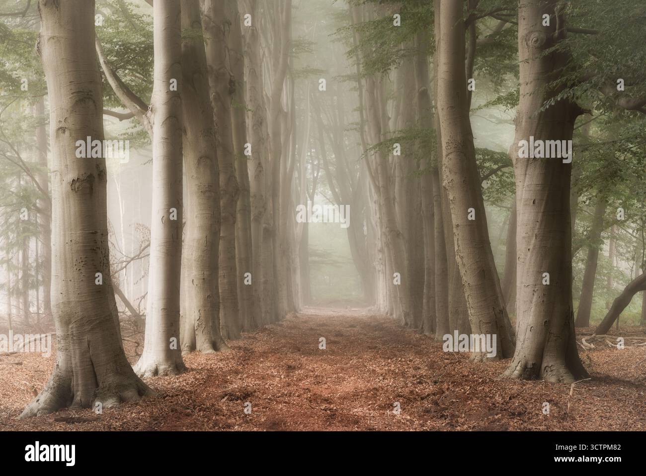 an old road in the forest with trees and fog in the autumn - De Moeren, Noord-Brabant, The Netherlands Stock Photo