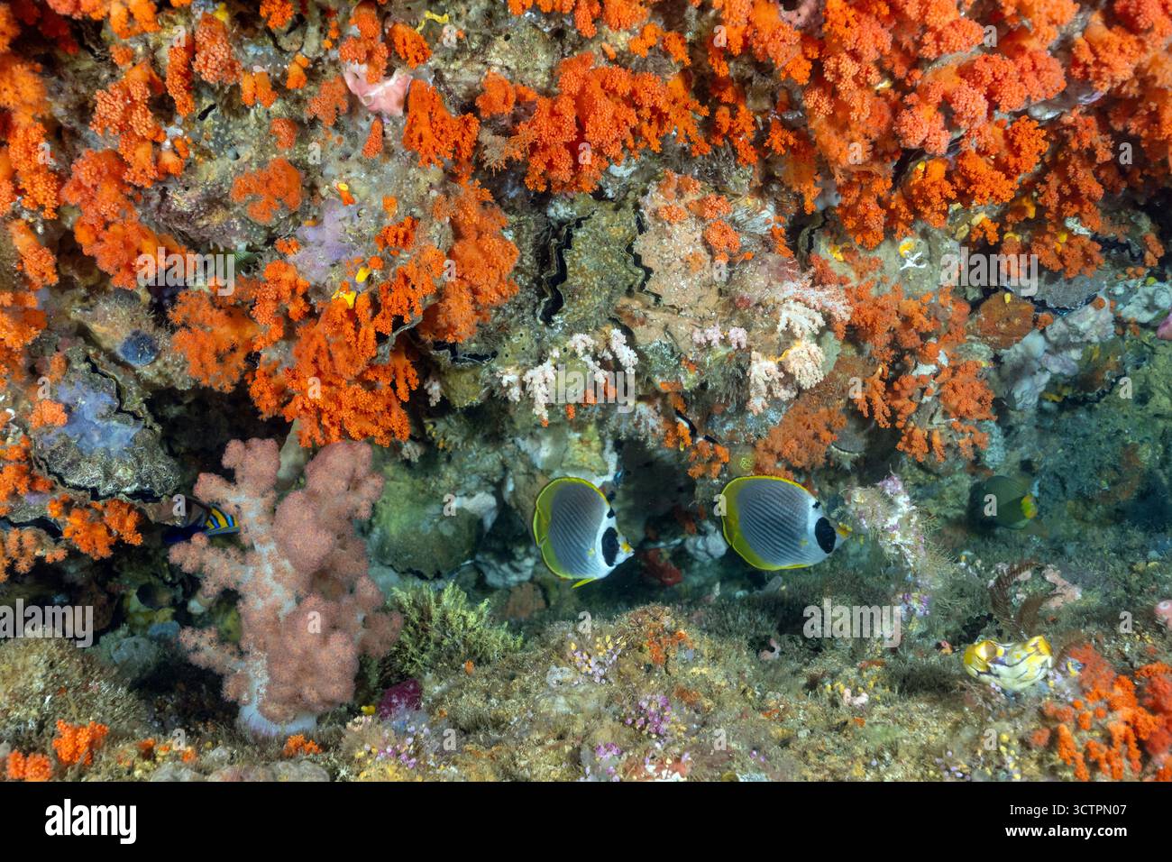Photo inspiration: Visual Reference: Reef Scenic With Soft Corals Siphonogorgia Sp And Panda