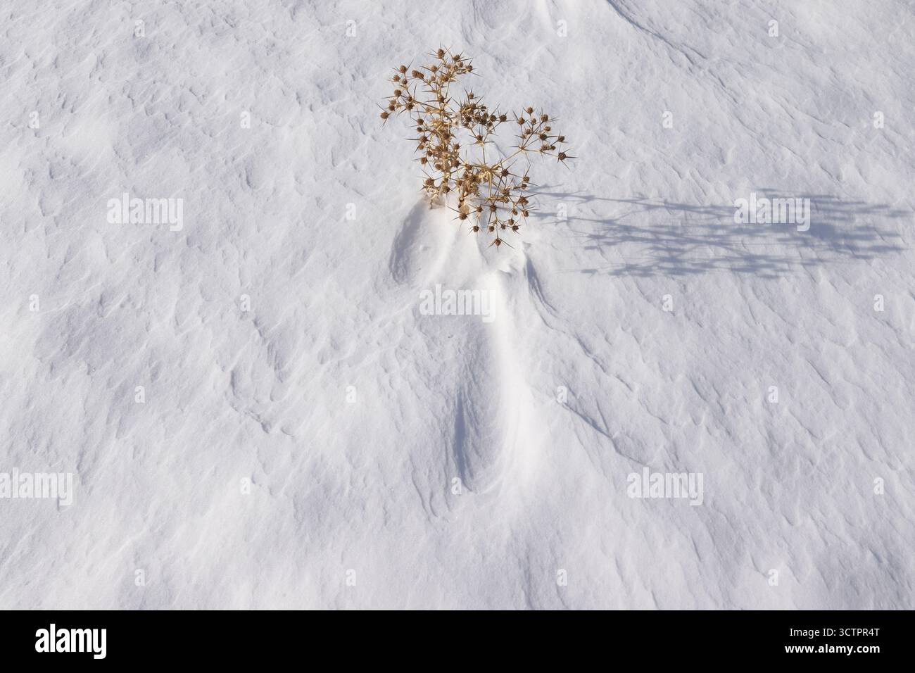 dry thorns on the snow Stock Photo