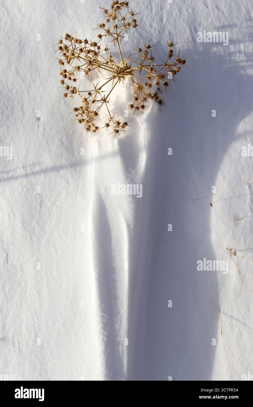dry thorns on the snow Stock Photo