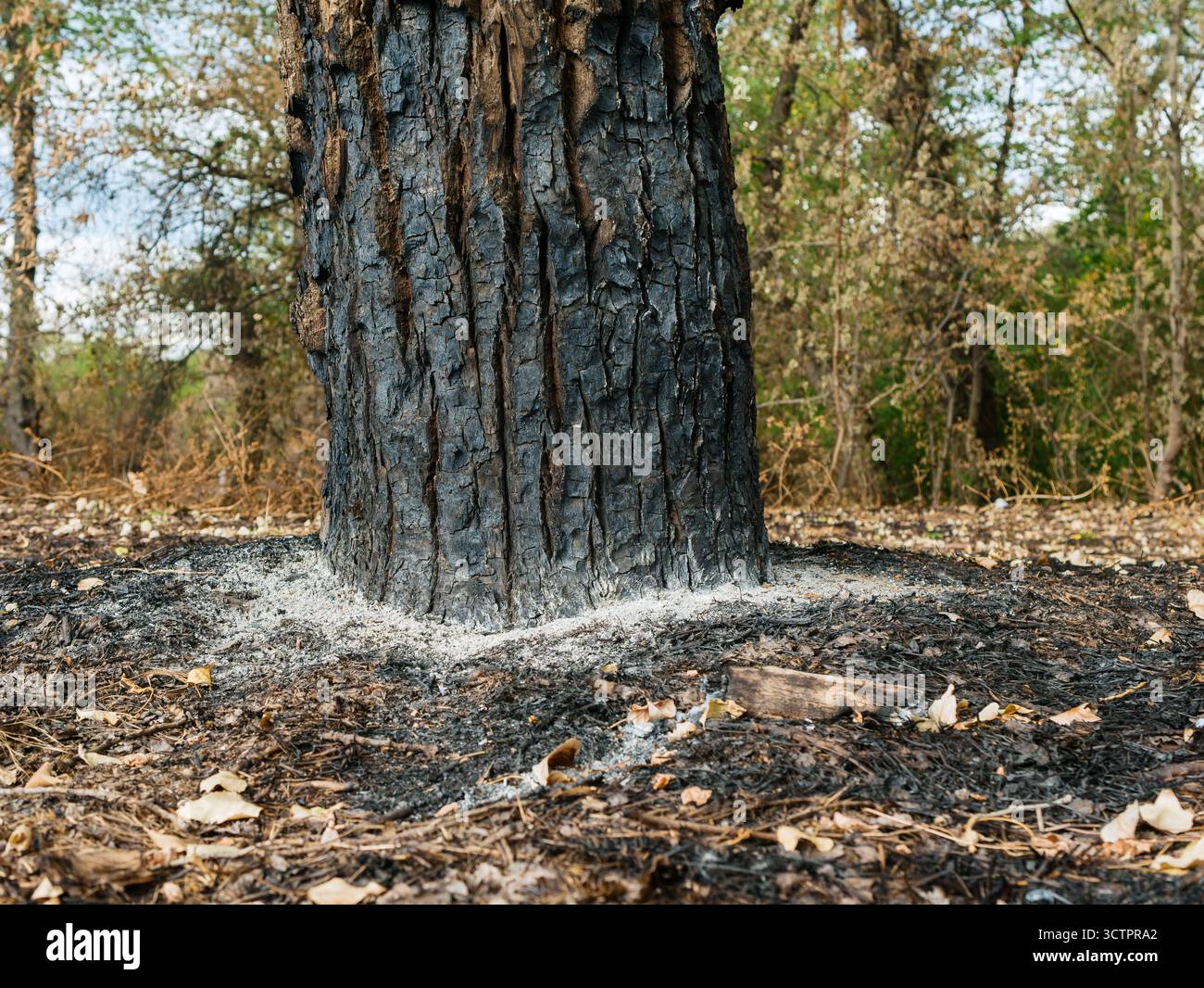 Fierce Tree A close-up of a blackened tree trunk, surrounded by fallen dry leaves ...