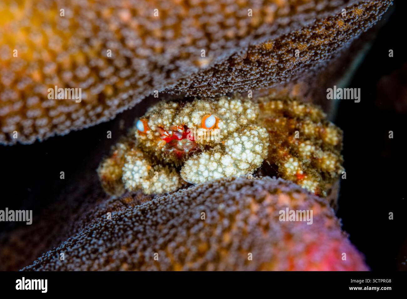 blue-eyed coral crab, Cym quadrilobatus, in its host Pocillopora coral, Indonesia, Banda Sea, Indo-Pacific Ocean Stock Photo