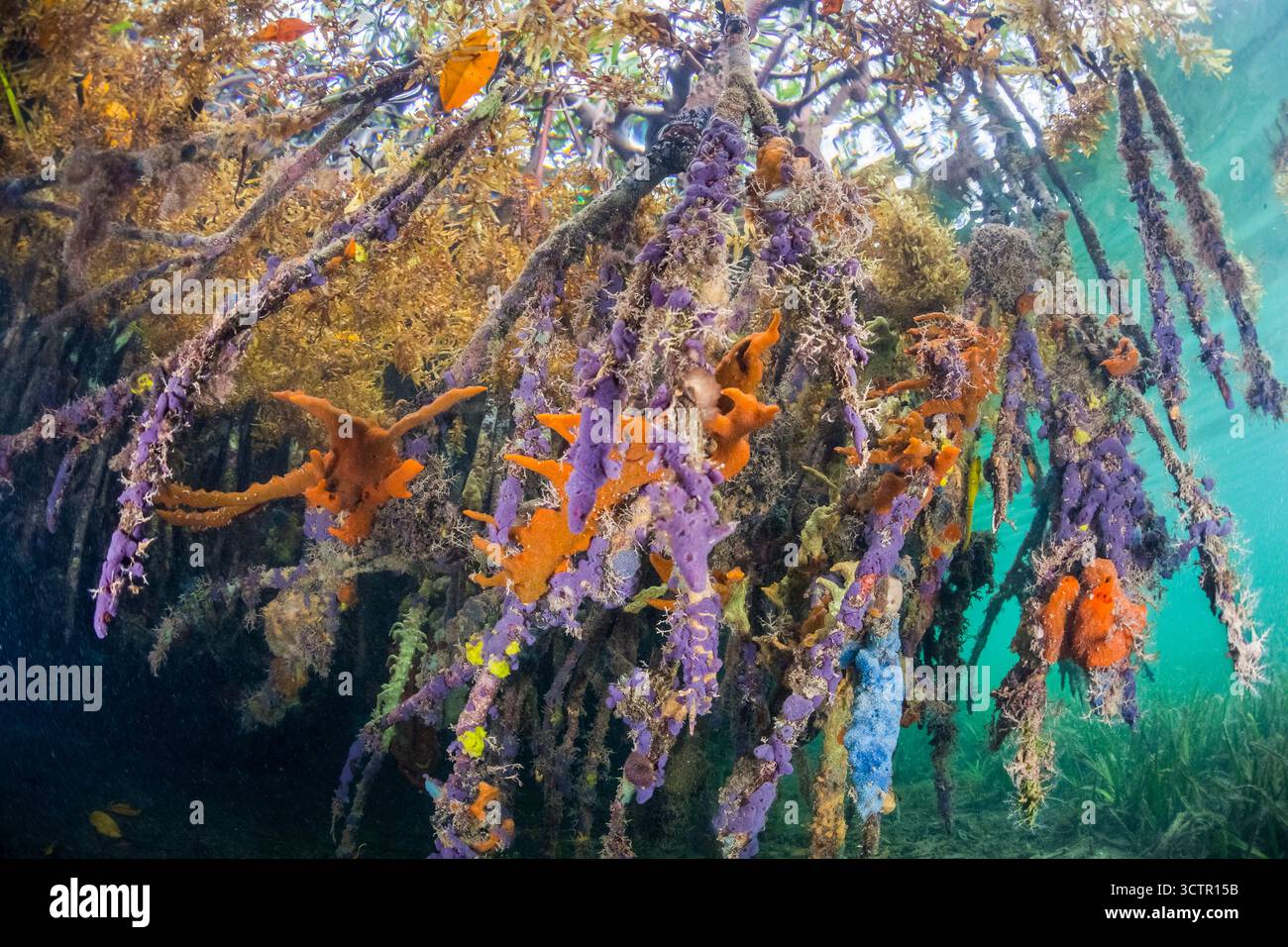Prop Roots Rizophora red mangrove, Rhizophora mangle, aerial prop roots with a colorful ...
