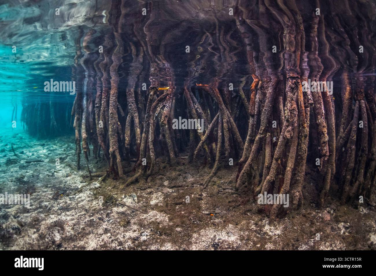 Prop Roots Rizophora mangrove prop roots of red mangrove, Rhizophora mangle, Spice Island ...