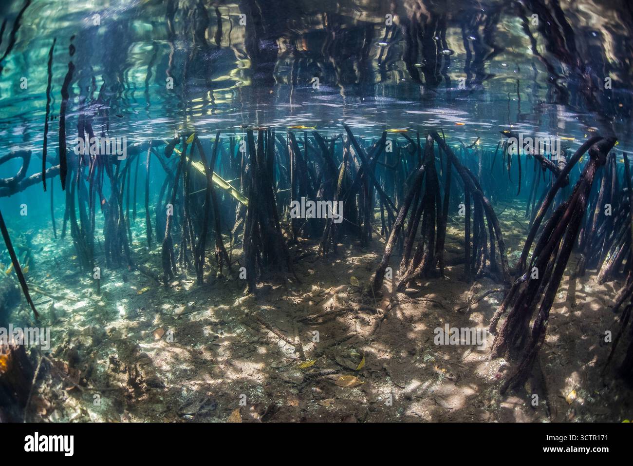 Prop Roots Rizophora mangrove prop roots of red mangrove, Rhizophora mangle, in Raja Ampat ...
