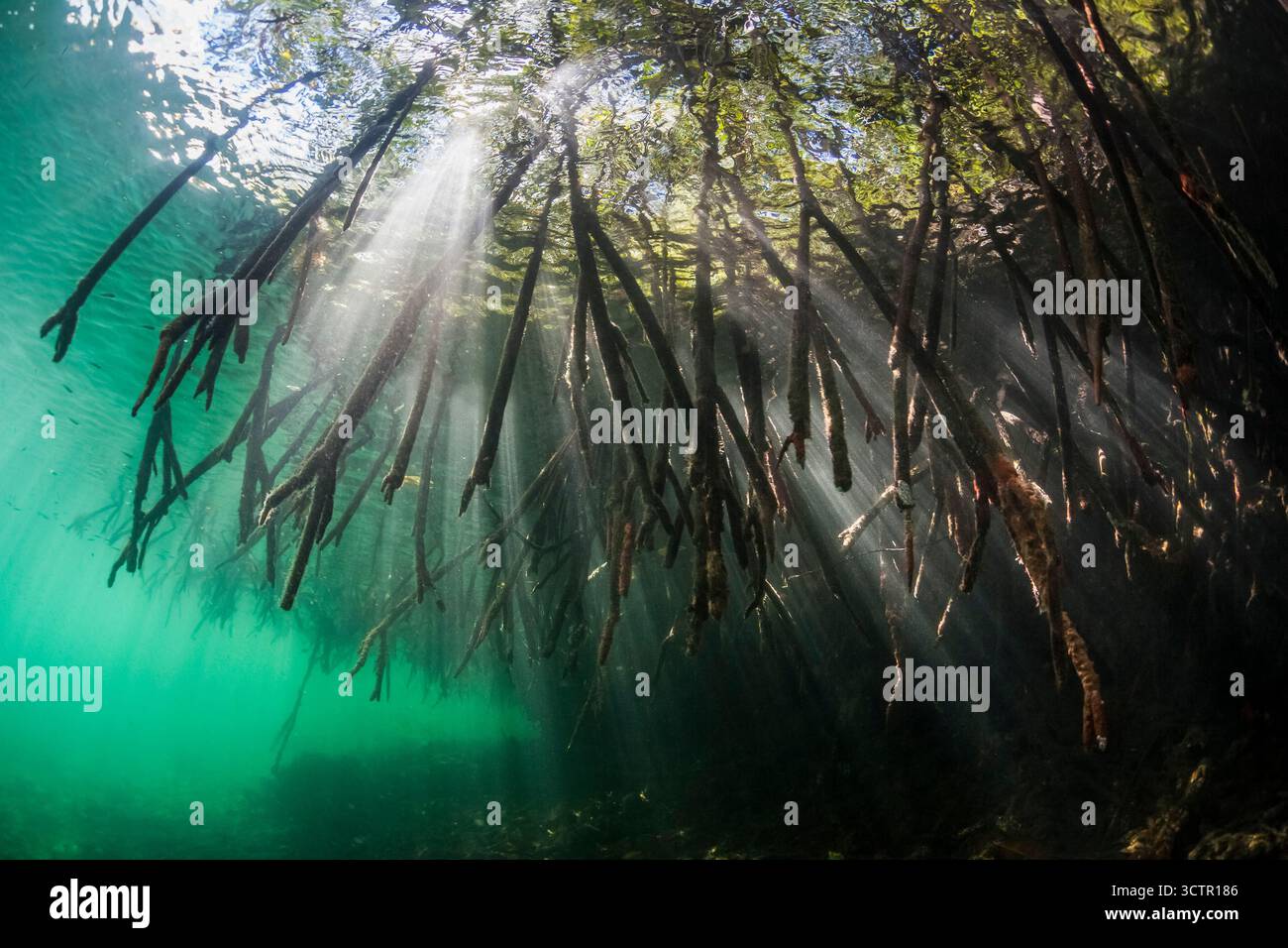 Prop Roots Rizophora mangrove prop roots of red mangrove, Rhizophora mangle, Raja Ampat ...