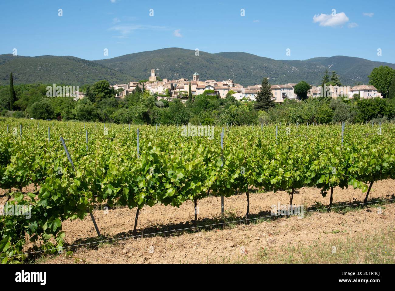Provence Vines or Vineyards, Luberon Vines, in front of Village of Lourmarin Luberon Regional Park Vaucluse Provence France Stock Photo