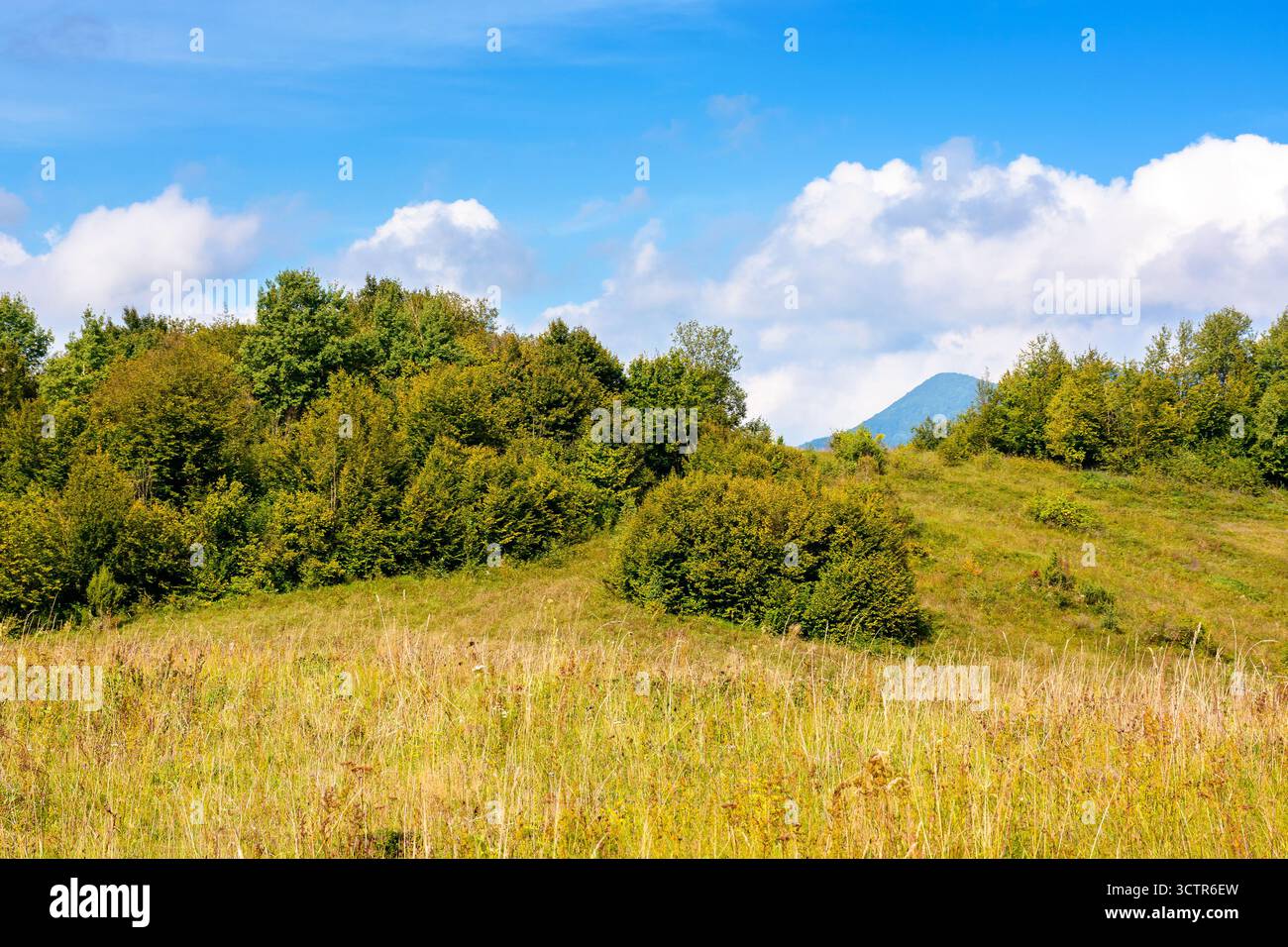 forest and grassy meadows on hills under cloudy autumnal sky. beautiful countryside in fine autumn weather. nature scenery of outskirts in carpathian Stock Photo