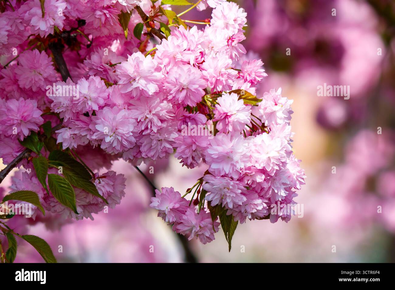 lush cherry blossom in spring. delicate pink flower petals. closeup of japanese kanzan sakura. hanami holidays in uzhhorod, ukraine. romantic season. Stock Photo