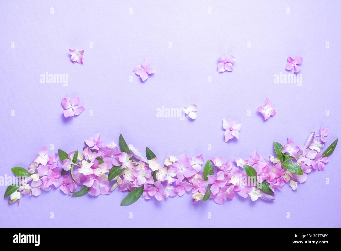 floral layout of pink hydrangea flowers on a lilac background. Top view, flat lay. Festive floral background Stock Photo
