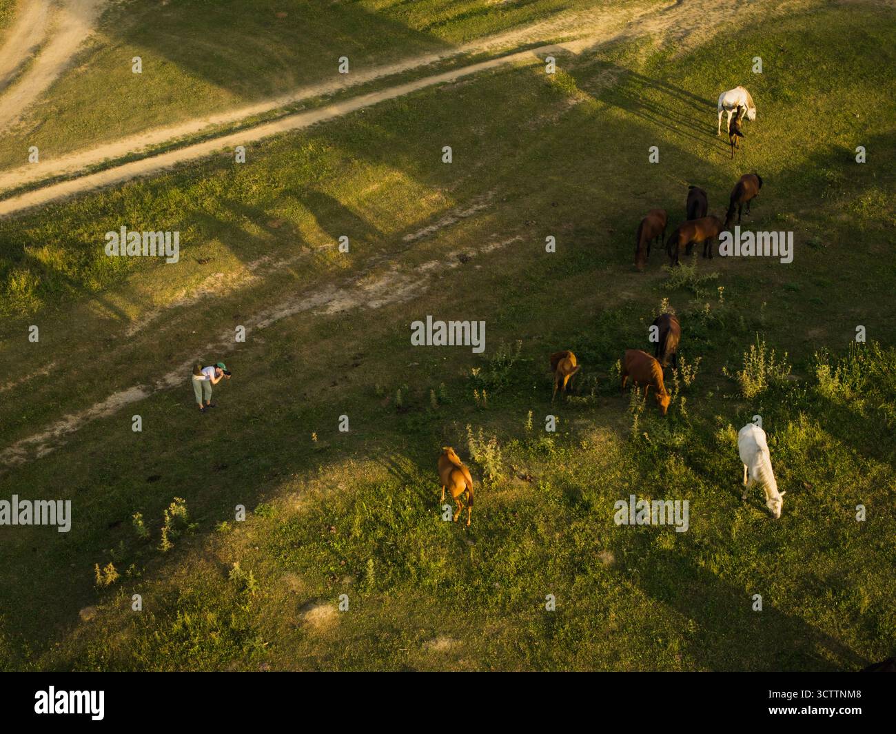 Herd horses on grassland long hi res stock photography and images Alamy