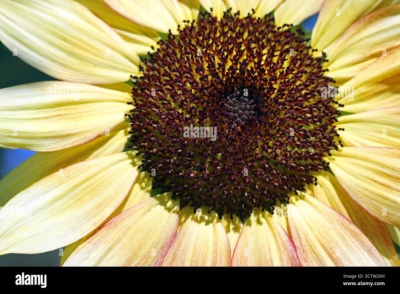 Ten Rayed Sunflower Creamy ray petals hi-res stock photography and images - Alamy