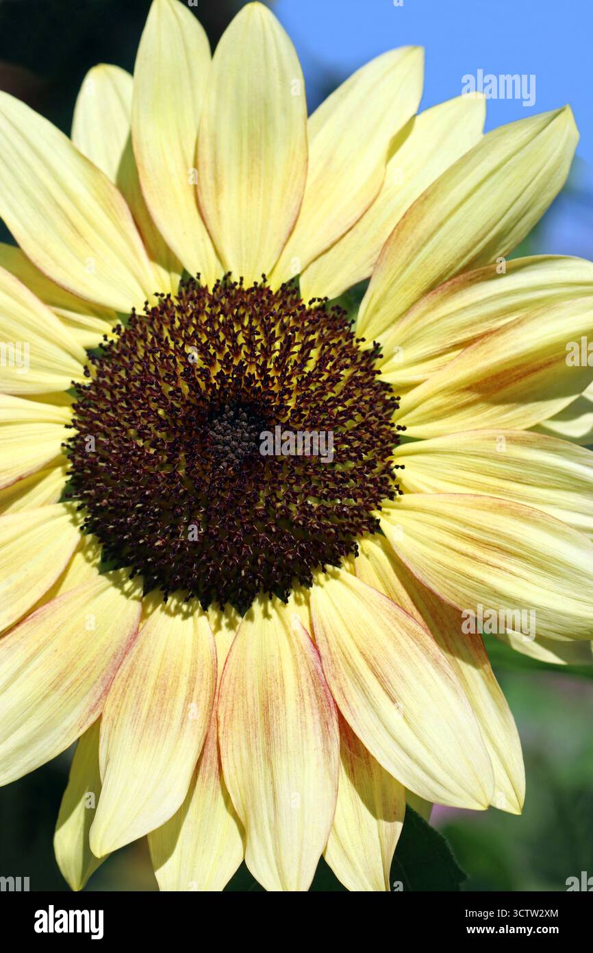 Butterscotch coloured sunflower hi-res stock photography and images - Alamy