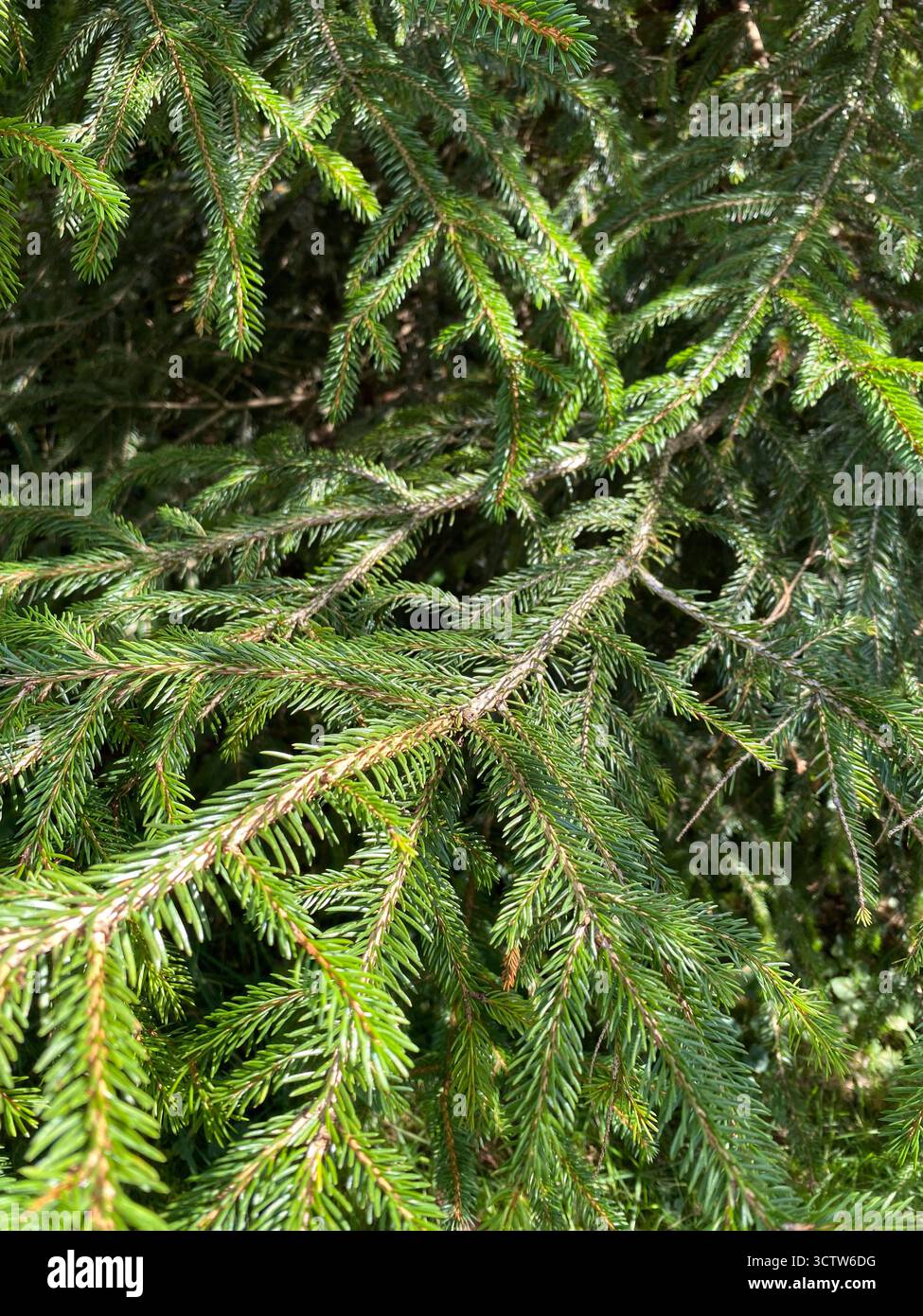 Detail texture in conifer leaves hi-res stock photography and images ...