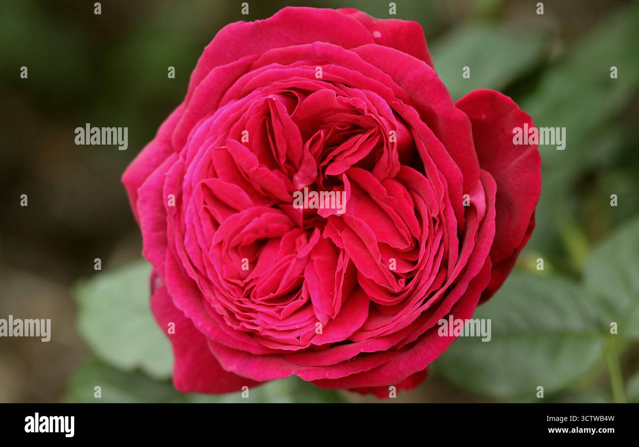 Rose proper job hi-res stock photography and images - Alamy