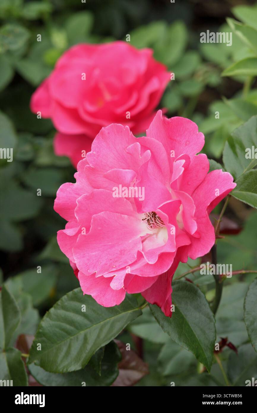 Rosa Romance 'Tanezamor', deep pink flowers of floribunda rose growing in an English garden. Stock Photo