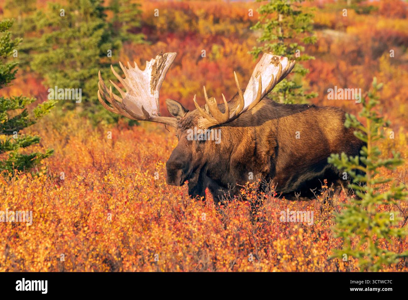 North America; United States; Alaska; Denali National Park; Autumn ...
