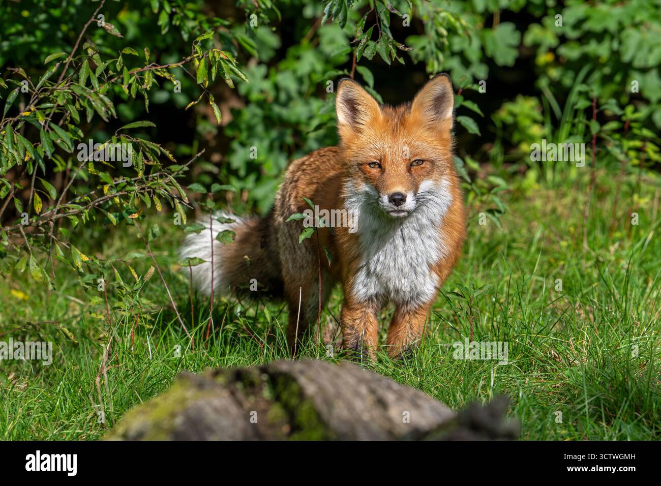 Hunting red fox (Vulpes vulpes) stalking prey in meadow / grassland along hedge Stock Photo
