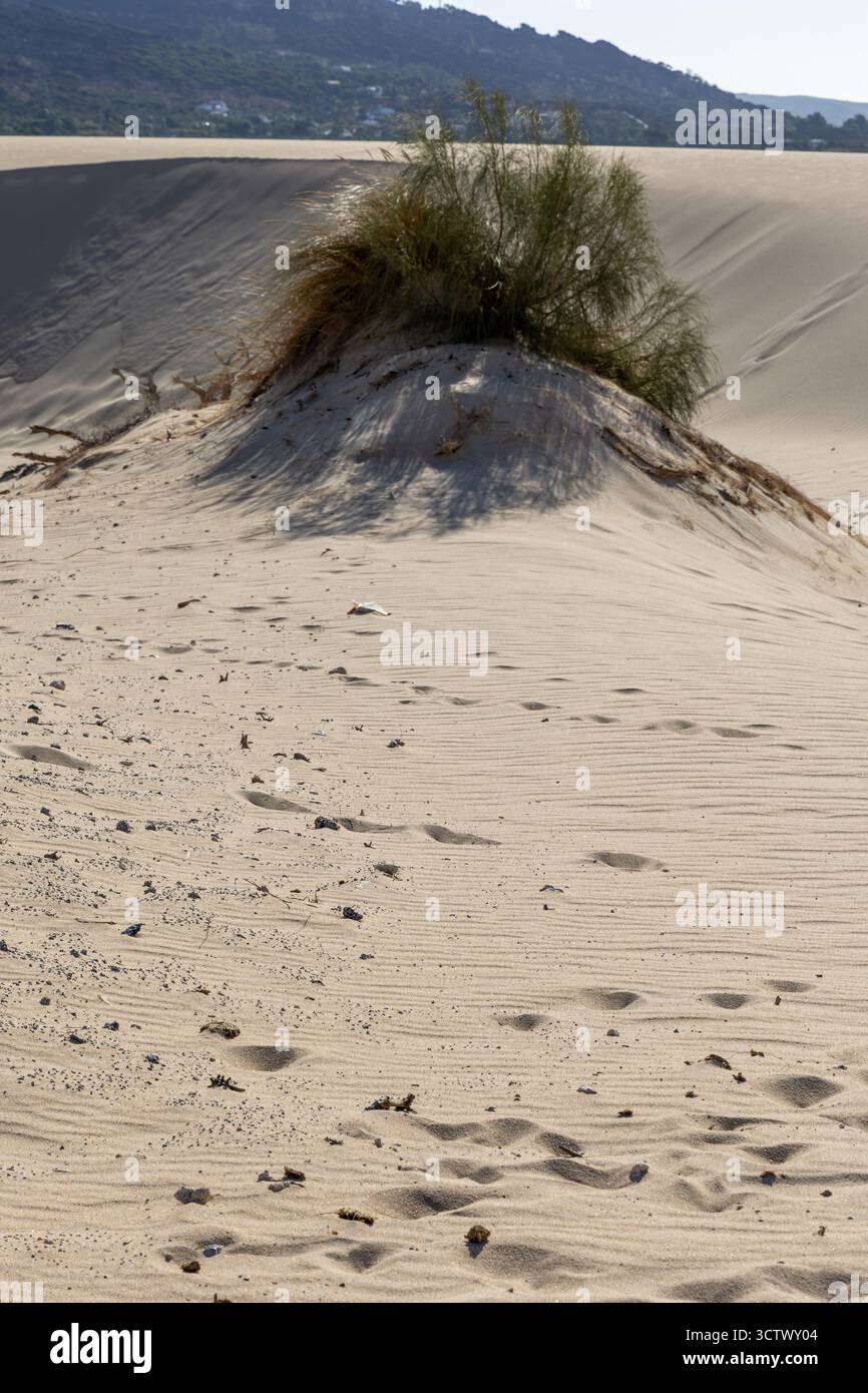 Sand dune vegetation plants hi-res stock photography and images - Page 3 -  Alamy