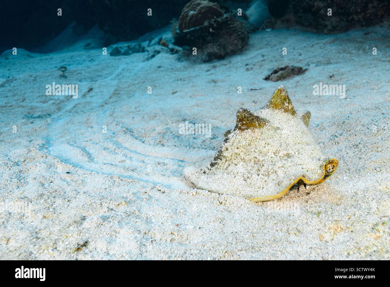 Queen Conch, (Strombus gigas), lives on sandy bottoms, Gardens of the Queen, Cuba Stock Photo