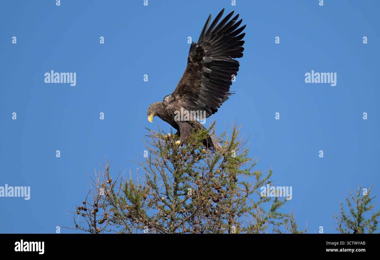 White tailed eagle perched on a branch with open wings Stock Photo